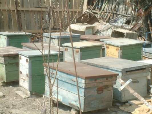 Poliţiştii din Mircea Vodă au prins hoţii de stupi